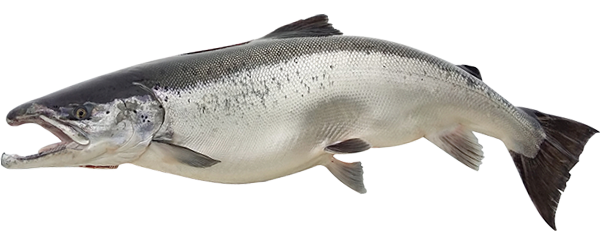 Schleppangeln Rügen